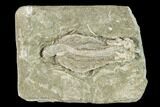 Fossil Crinoid (Abrotocrinus?) - Missouri #148979-1